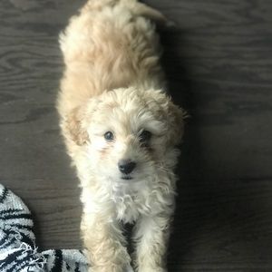 Meet your Posher, Carter